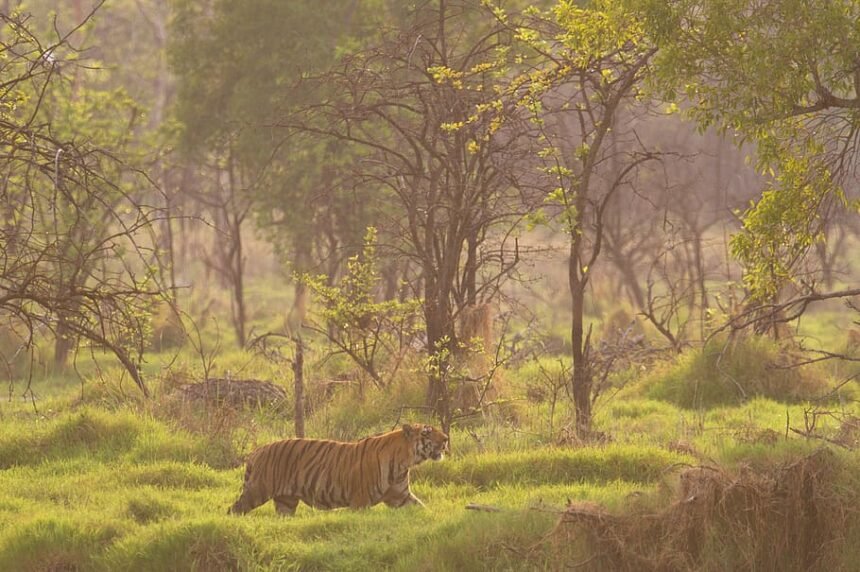 Tiger at Tadoba National Park