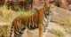 Tiger in Indian jungle — wildlife travel India