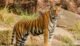 Tiger in Indian jungle — wildlife travel India