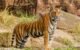 Tiger in Indian jungle — wildlife travel India