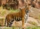 Tiger in Indian jungle — wildlife travel India
