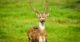 Indian wildlife western ghats