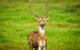 Indian wildlife western ghats