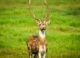 Indian wildlife western ghats