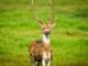 Indian wildlife western ghats
