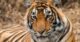 tiger close-up