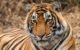 tiger close-up