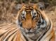 tiger close-up