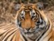 tiger close-up